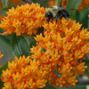 Asclepias tuberosa '' butterfly milkweed, butterfly weed from North Creek Nurseries