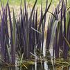 Iris versicolor 'Purple Flame' blueflag from North Creek Nurseries