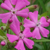 Silene caroliniana var. wherryi 'Short and Sweet' wild pinks from North Creek Nurseries