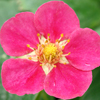 Fragaria 'Lipstick' ornamental strawberry from North Creek Nurseries