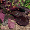 Salvia lyrata 'Purple Knockout' lyreleaf sage from North Creek Nurseries