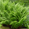 Athyrium filix-femina '' lady fern from North Creek Nurseries