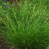 Carex appalachica '' Appalachian sedge from North Creek Nurseries