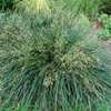 Deschampsia cespitosa 'Goldtau' tufted hairgrass from North Creek Nurseries