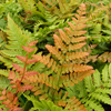 Dryopteris erythrosora 'Brilliance' autumn fern from North Creek Nurseries