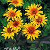 Heliopsis helianthoides var. scabra 'Burning Hearts' smooth oxeye from North Creek Nurseries
