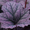 Heuchera 'Frosted Violet' alumroot, coral bells from North Creek Nurseries