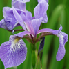 Iris versicolor '' blueflag from North Creek Nurseries
