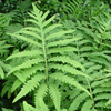 Onoclea sensibilis '' Sensitive fern from North Creek Nurseries