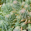 Sedum reflexum 'Blue Spruce' stonecrop from North Creek Nurseries