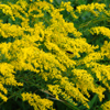 Solidago odora '' anise scented goldenrod from North Creek Nurseries
