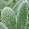 Stachys 'Silver Carpet' lamb's ears from North Creek Nurseries