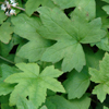 Tiarella cordifolia var. collina 'Oakleaf' foamflower from North Creek Nurseries