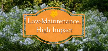 Low Maintenance, High Impact