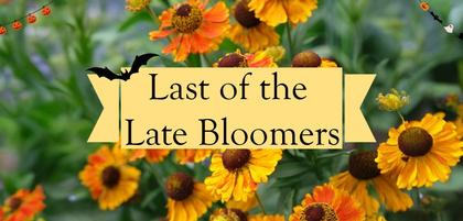 Last of the Late Bloomers
