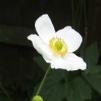 Anemone × hybrida 'Honorine Jobert' Japanese windflower from North Creek Nurseries