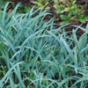 Carex flaccosperma '' blue wood sedge from North Creek Nurseries