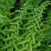 Athyrium filix-femina 'Victoriae' lady fern from North Creek Nurseries