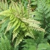 Athyrium otophorum '' limelight lady fern from North Creek Nurseries