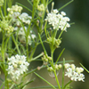 Asclepias verticillata '' horsetail milkweed, whorled milkweed from North Creek Nurseries