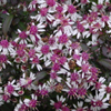 Aster lateriflorus 'Lady in Black' calico aster from North Creek Nurseries