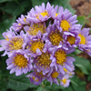 Aster tataricus 'Jindai' tatarian daisy from North Creek Nurseries