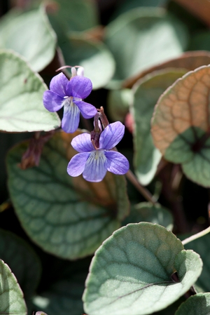 Viola walteri 'Silver Gem' (prostrate blue violet)