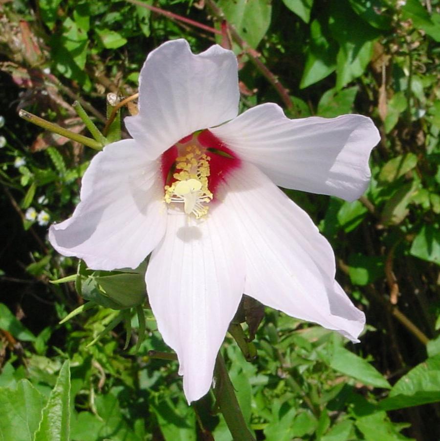 North Creek Nurseries