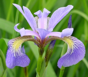 Iris versicolor (blueflag)