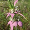 spotted beebalm, dotted horsemint