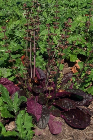 Salvia lyrata 'Purple Knockout' (lyre-leaf sage)
