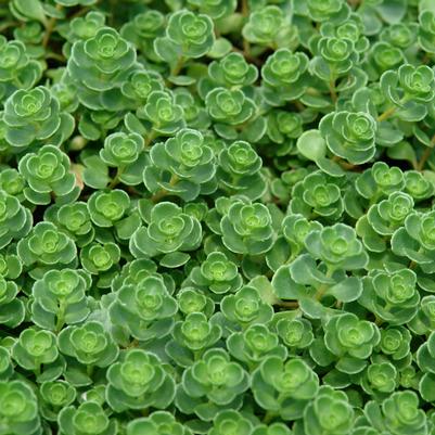 Sedum spurium John Creech