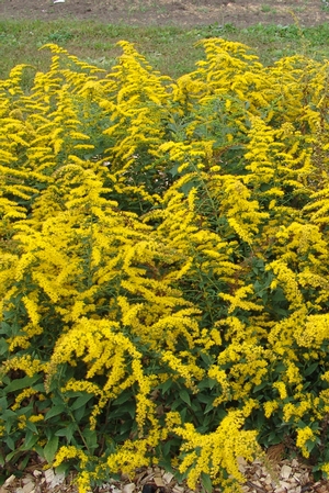 Solidago sphacelata 'Golden Fleece' (autumn goldenrod)