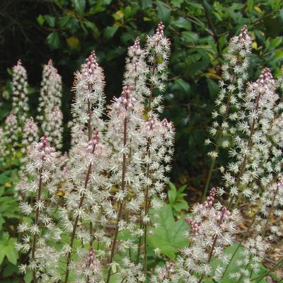 Tiarella cordifolia var. collina Oakleaf
