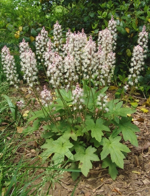 Tiarella cordifolia var. collina 'Oakleaf' (foamflower)