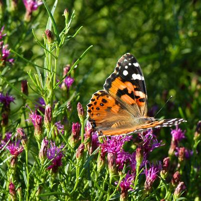 Vernonia lettermannii Iron Butterfly