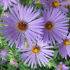 aromatic aster