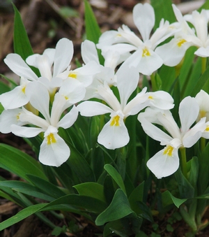 Iris cristata 'Tennessee White' (dwarf crested iris)