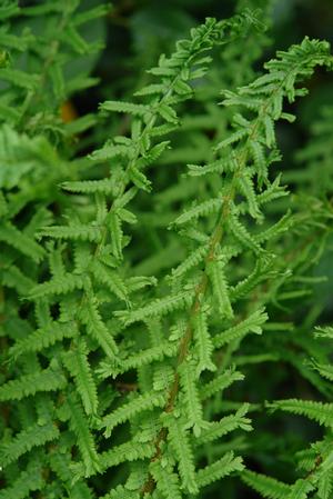 Athyrium filix-femina 'Victoriae' (lady fern)