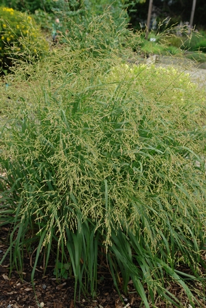 Panicum 'Cape Breeze' (switchgrass)