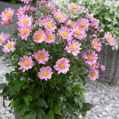 Anemone Fantasy™ Pocahontas
