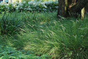 Sesleria autumnalis (autumn moor grass)