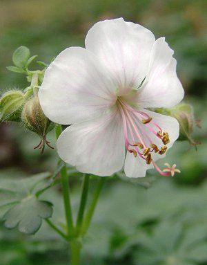 Geranium × cantabrigiense 'Biokovo' (Cambridge geranium)