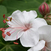 white bigroot geranium