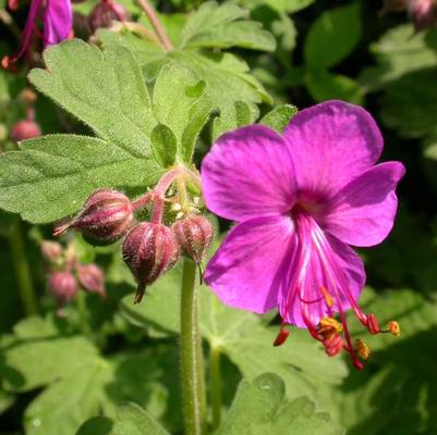 Geranium macrorrhizum Bevan's Variety