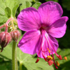 bigroot geranium