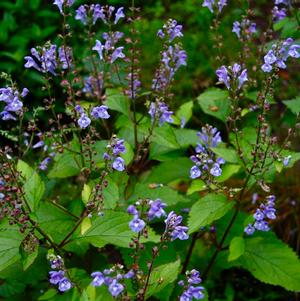 Scutellaria 'Appalachian Blues'