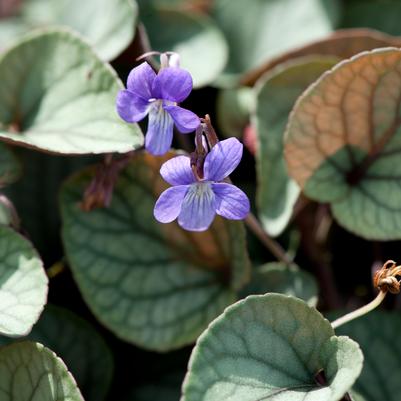 Viola walteri Silver Gem