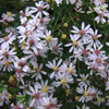 Aster cordifolius '' common blue wood aster from North Creek Nurseries
