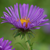 Aster novae-angliae '' New England aster from North Creek Nurseries